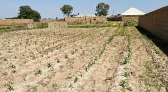 2 plots of flat land available for sale at dura Jos south