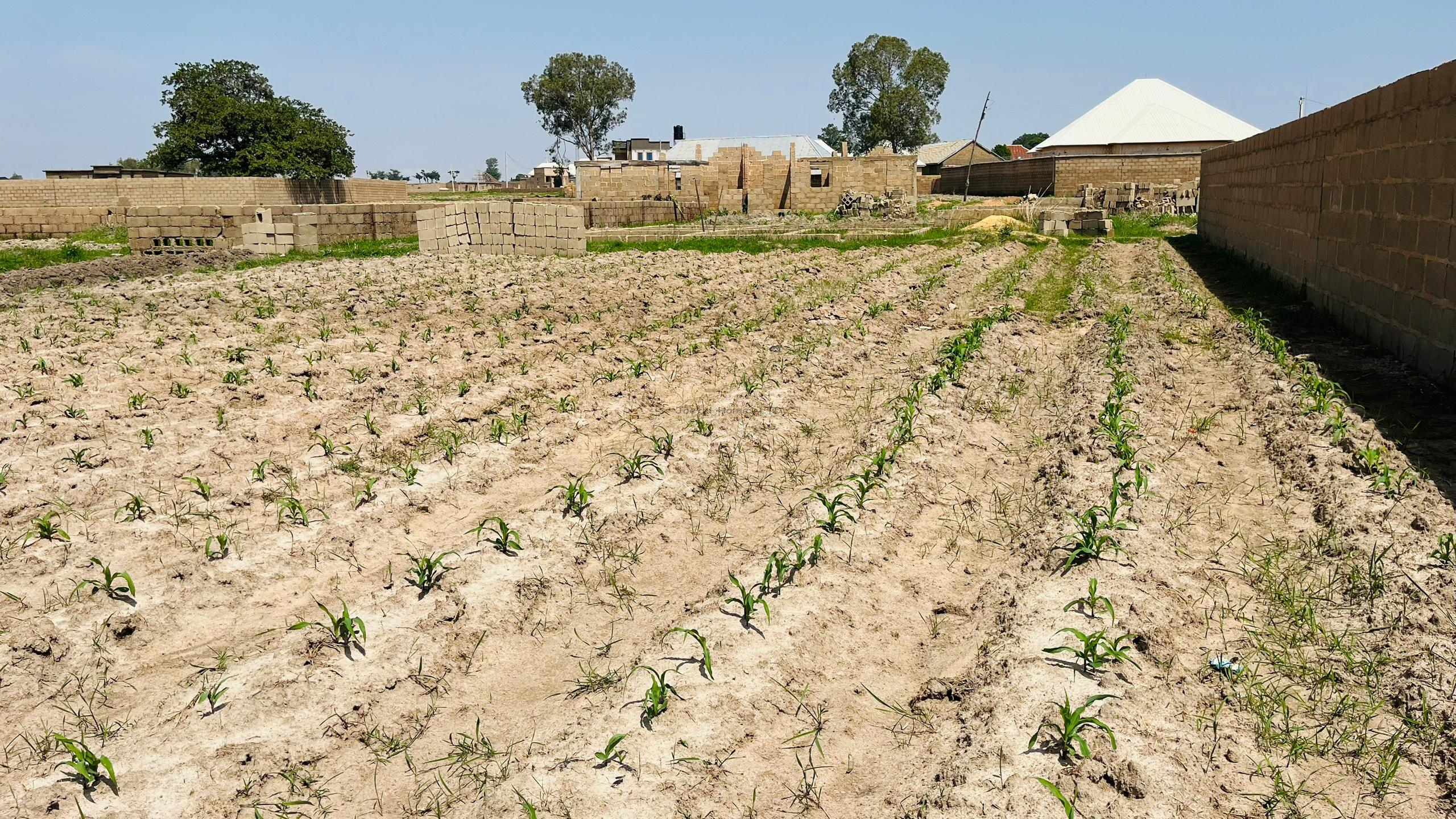 2 plots of flat land available for sale at dura Jos south